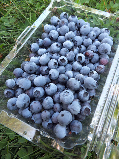 2021-07-22-berries1