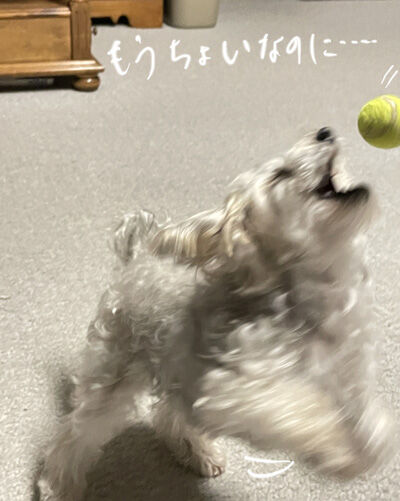 2022-12-29-rasta1