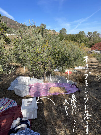 2023-11-12-olivefarm5