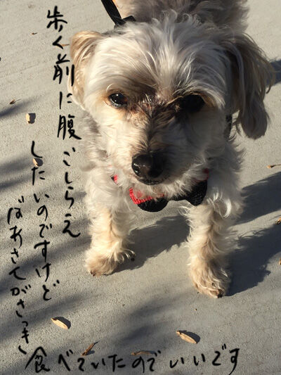 2020-11-25-walk1