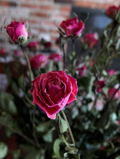 2024-07-10-dryroses2