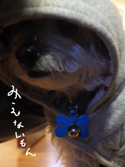 2019-12-11-rasta2