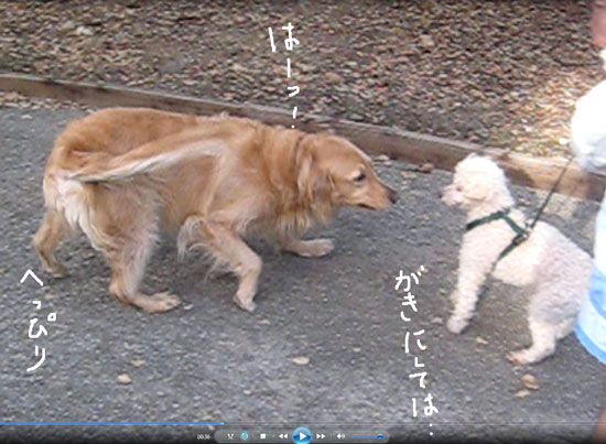2018-01-07-dogs10