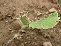cucumber