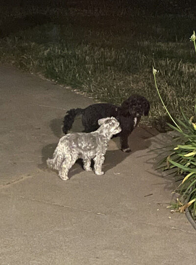 2023-07-10-dogs7