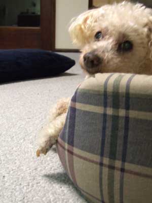 2014-03-12-chibi6
