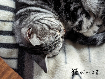 2024-02-21-cat1
