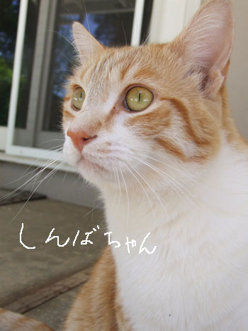 2013-06-08-cat1