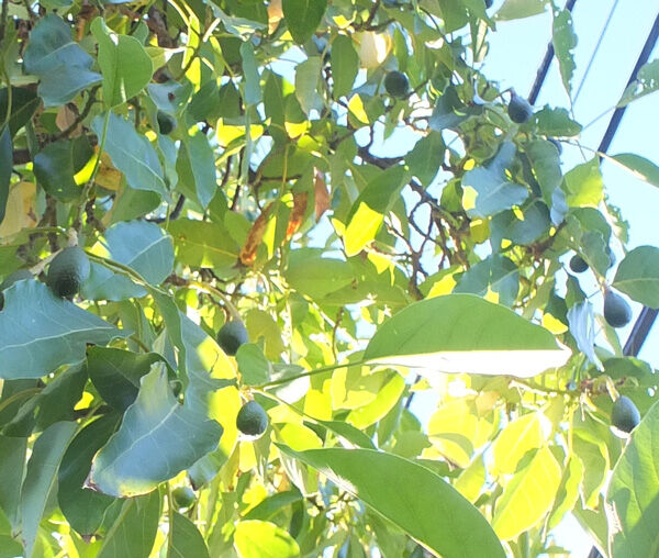 2024-07-31-avocados1