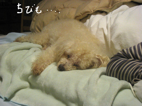 2019-02-15-chibi
