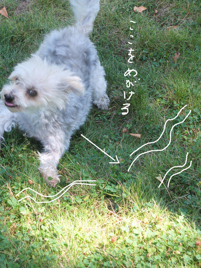 2019-08-28-rasta9