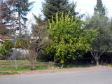 2010_01_12_orangetree5