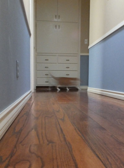 2017-12-22-cat2