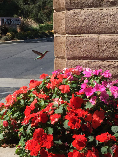 2018-10-15-bird2