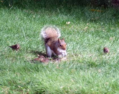 2015-06-23-squrrals