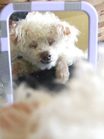 2015-05-30-chibitrim4