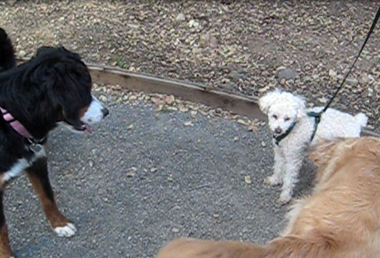 2018-01-07-dogs11