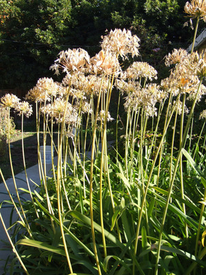 2011_12_27_dryagapanthus