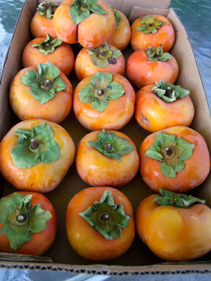 2015-11-17-persiomons