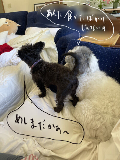 2024-07-20-dogs