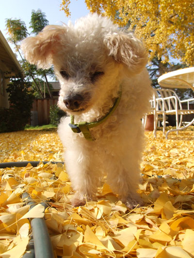 2015-11-22-ginko3