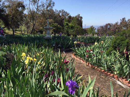 2021-04-21-iris2