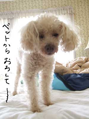 2014-05-13-chibi