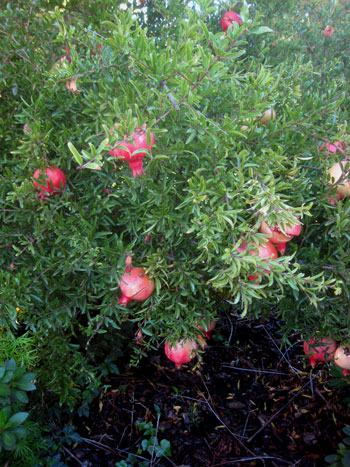2012-11-05-walk6