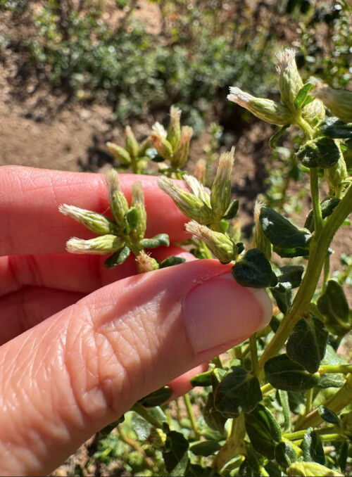 2026-10-01-coyotebrush4