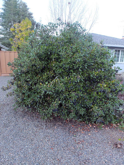 2019-01-26-bush1