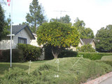 2010_01_12_orangetree3