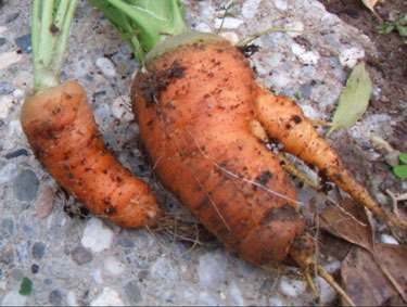 2011_01_08_carrots1