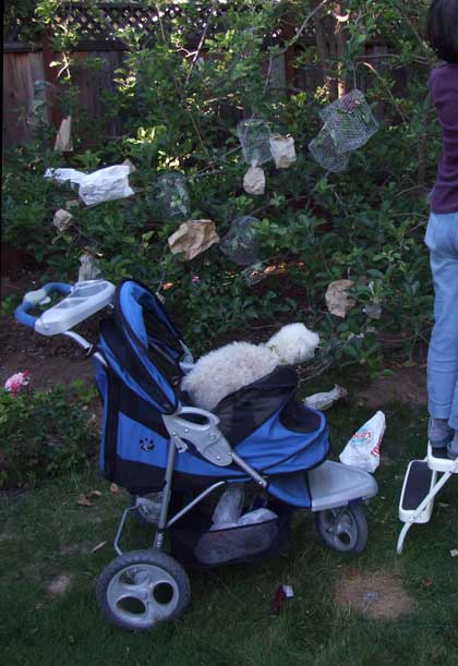 2015-06-02-chibiapple