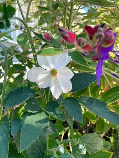 2024-08-17-anemone
