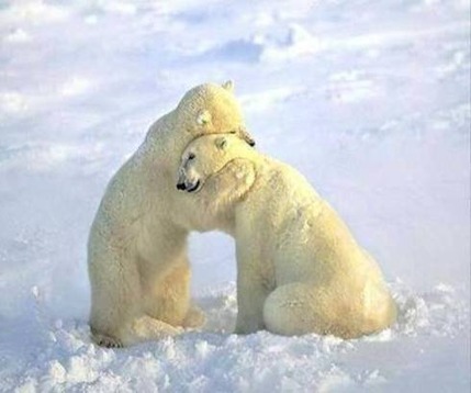 2013-10-26-1bears