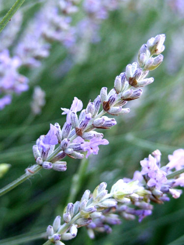 2010_06_18_lavender1