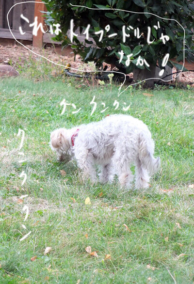 2021-10-06-rasta1