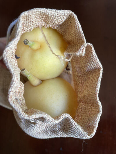 2023-09-28-pear2