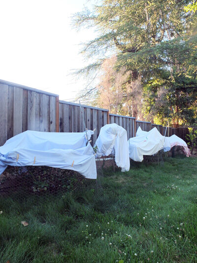 2021-06-15-blueberry4