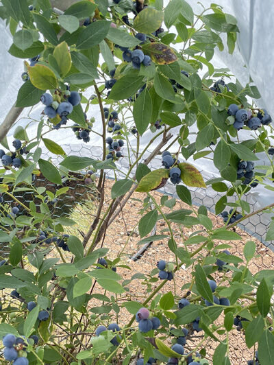 2024-05-31-blueberry8