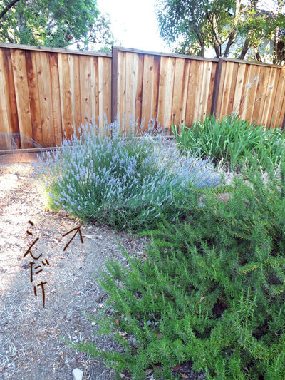 2020-06-16-lavender4