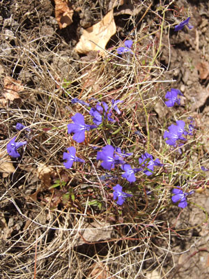 2012_02_22_lobelia