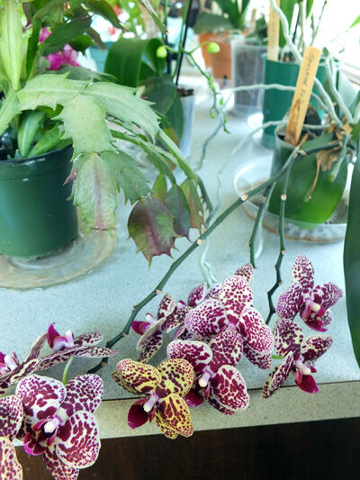 2022-02-14-orchid3