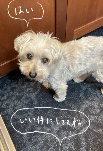 2023-04-18-rasta1