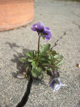 2010_03_21_violet