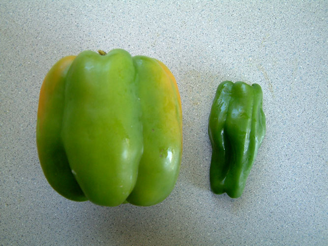 アメリカのピーマン カリフォルニアのばあさんブログ Powered By ライブドアブログ