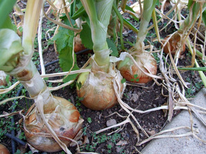 2012_08_26-onions2