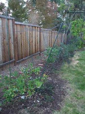 2013-06-04-blueberrynet