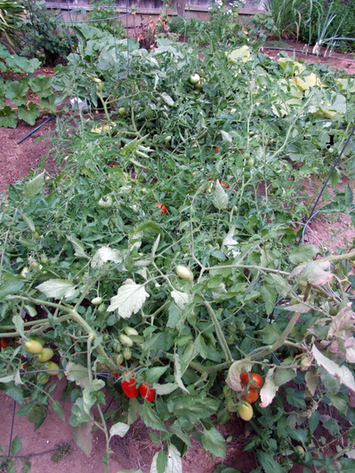 2013-07-22-tomatoes