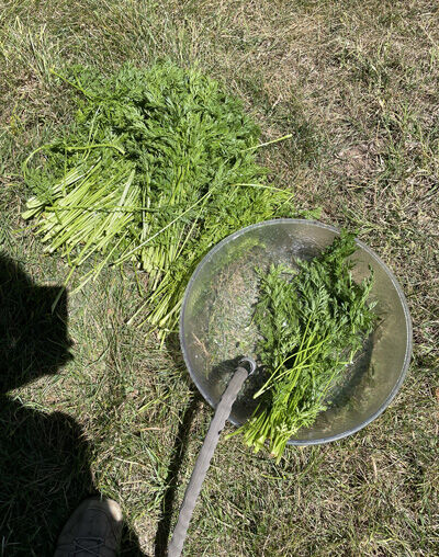 2024-06-16-carrots5